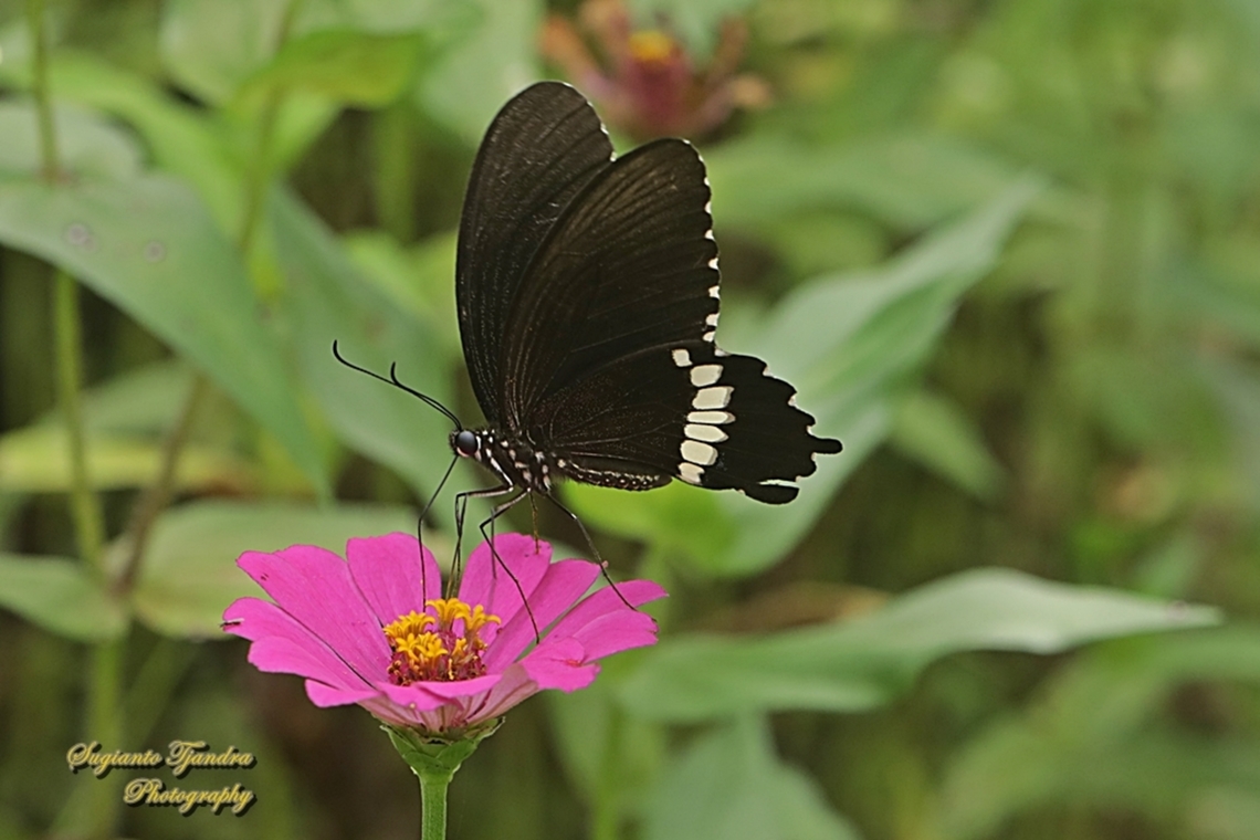 Pastur Biasa /Common Mormon Butterfly, Papilio polytes javanus - male  Common Mormon,Geotagged,Indonesia,Papilio polytes,Summer