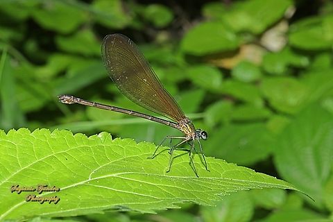 Ebony jewelwing damselfly, Vestalis luctuosa, family Calopterygidae - Female  Geotagged,Indonesia,Nila Flashwing,Summer,Vestalis luctuosa