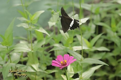 "fly away"  Pastur Biasa /Common Mormon Butterfly, Papilio polytes javanus - male  Common Mormon,Geotagged,Indonesia,Papilio polytes,Summer