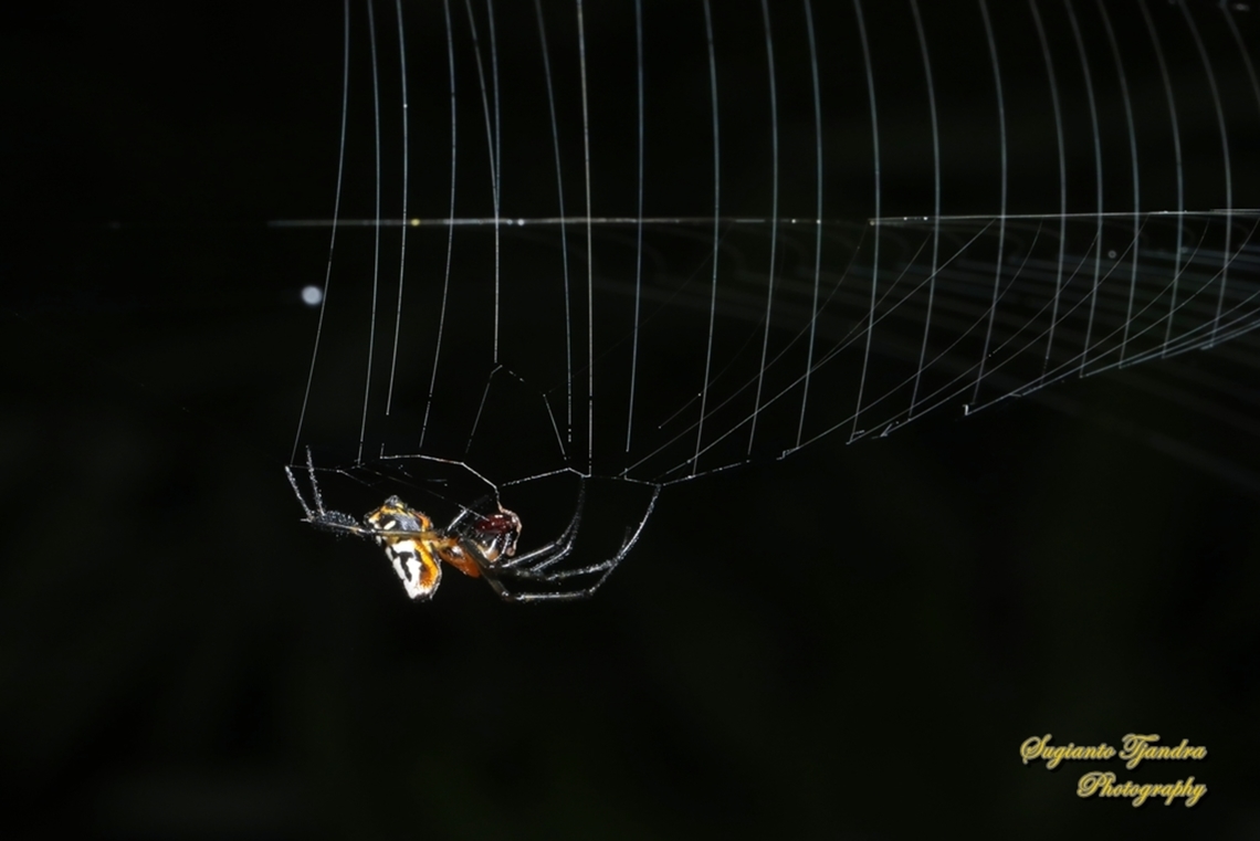 The pear-shaped leucauge Spider, Opadometa fastigata, family Tetragnathidae  Geotagged,Indonesia,Leucauge fastigata,Pear-shaped Opadometa,Summer