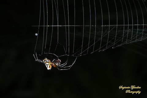 The pear-shaped leucauge Spider, Opadometa fastigata, family Tetragnathidae  Geotagged,Indonesia,Leucauge fastigata,Pear-shaped Opadometa,Summer
