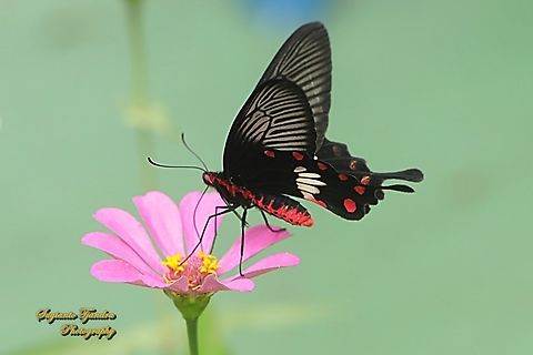 Mawar Sunda Kecil (The red-bodied swallowtails butterfly), Pachliopta adamas  Geotagged,Indonesia,Pachliopta adamas,Summer