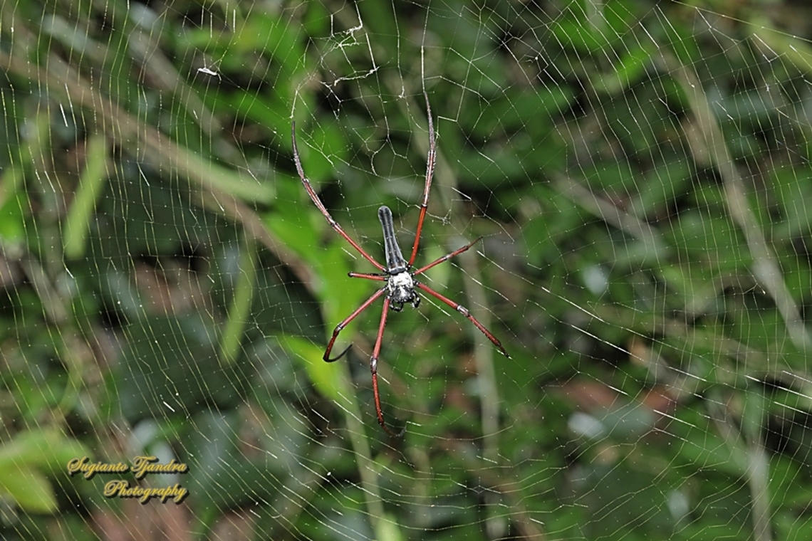 Black Wood Spider, Nephila Kuhlii  Black Wood Spider,Geotagged,Indonesia,Nephila kuhlii,Summer