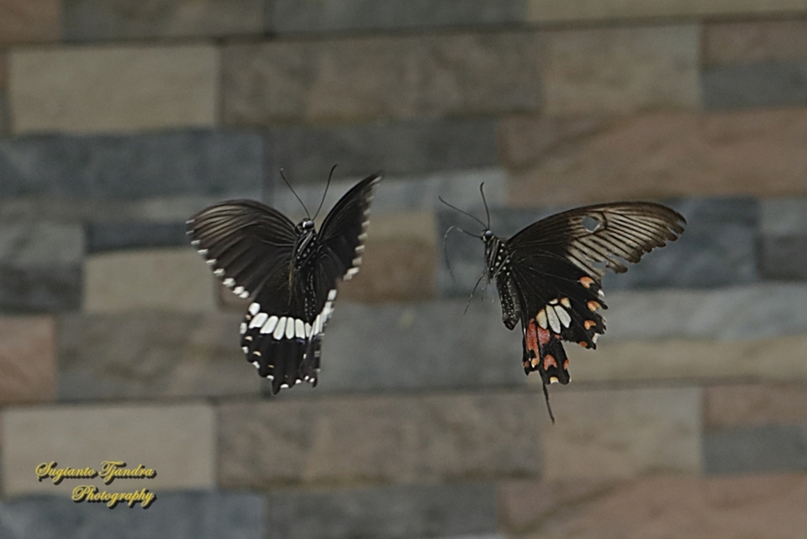 Sepasang kupu2 Pastur Biasa /Common Mormon Butterfly, Papilio polytes javanus  Common Mormon,Geotagged,Indonesia,Papilio polytes,Summer