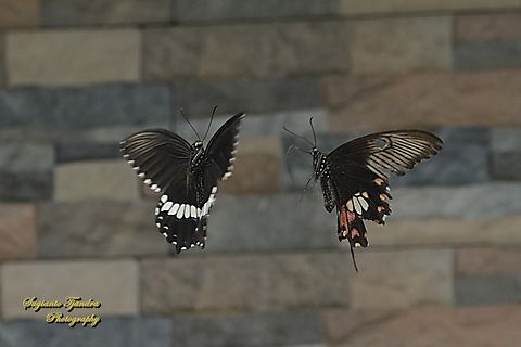 Sepasang kupu2 Pastur Biasa /Common Mormon Butterfly, Papilio polytes javanus  Common Mormon,Geotagged,Indonesia,Papilio polytes,Summer