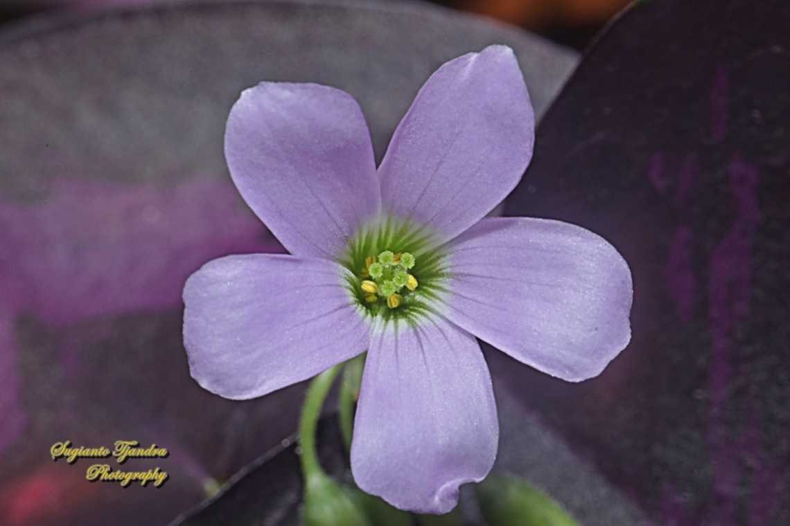 False shamrock, Oxalis triangularis, family Oxalidaceae  False Shamrock,Geotagged,Indonesia,Oxalis triangularis,Summer