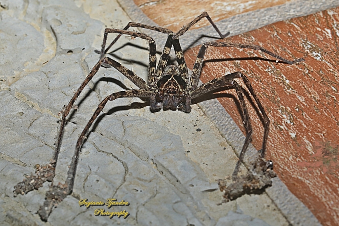 Hauntsman Spider, Heteropoda tetrica, family Sparassidae  Geotagged,Heteropoda tetrica,Indonesia,Summer