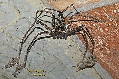 Hauntsman Spider, Heteropoda tetrica, family Sparassidae  Geotagged,Heteropoda tetrica,Indonesia,Summer