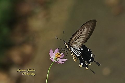 Ekor Gada Biasa (The Common Clubtail Butterfly), Losaria coon coon, family Papilionidae  Geotagged,Indonesia,Losaria coon,Summer