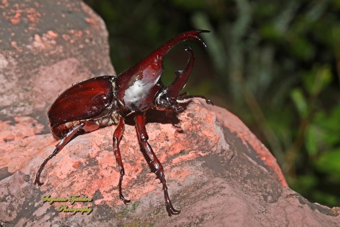 The brown rhinoceros beetle, Xylotrupes gideon  Geotagged,Indonesia,Siamese rhinoceros beetle,Summer,Xylotrupes gideon