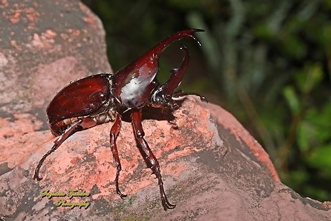 The brown rhinoceros beetle, Xylotrupes gideon  Geotagged,Indonesia,Siamese rhinoceros beetle,Summer,Xylotrupes gideon