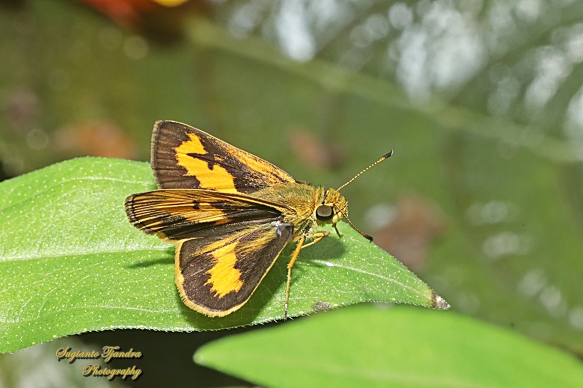 Skipper Butterfly , Semak Biasa (Common dartlet), Oriens gola  Common Dartlet,Geotagged,Indonesia,Oriens gola,Summer