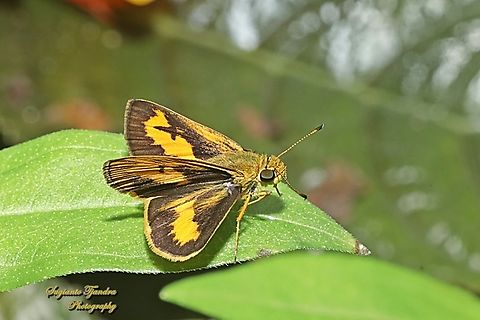 Skipper Butterfly , Semak Biasa (Common dartlet), Oriens gola  Common Dartlet,Geotagged,Indonesia,Oriens gola,Summer