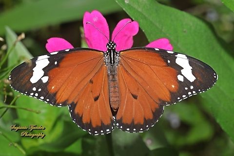 Macan Polos, Plain Tiger butterfly, Danaus chrysippus  Danaus chrysippus,Geotagged,Indonesia,Plain Tiger  African Queen,Summer
