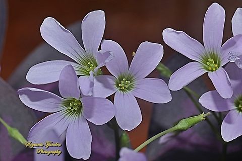 False shamrock, Oxalis triangularis, family Oxalidaceae  False Shamrock,Geotagged,Indonesia,Oxalis triangularis,Summer