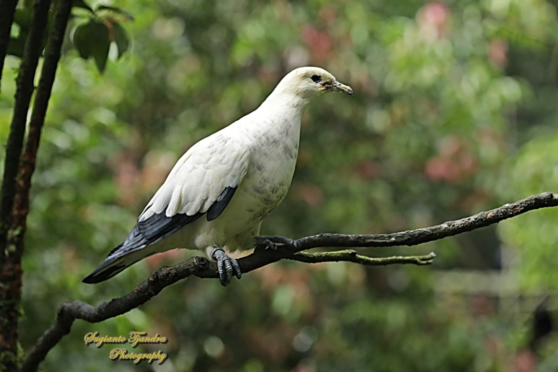 Pied Imperial Pigeon, Ducula bicolor  Ducula bicolor,Geotagged,Indonesia,Pied imperial pigeon,Summer