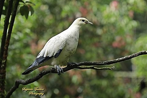 Pied Imperial Pigeon, Ducula bicolor  Ducula bicolor,Geotagged,Indonesia,Pied imperial pigeon,Summer