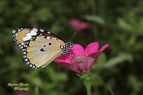 Macan Polos, Plain Tiger butterfly, Danaus chrysippus - Lower side  Danaus chrysippus,Geotagged,Indonesia,Plain Tiger  African Queen,Summer