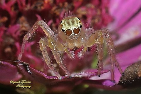 Jumping Spider, Telamonia festiva, family Salticidae  Geotagged,Indonesia,Jolly Telamonia,Summer,Telamonia festiva