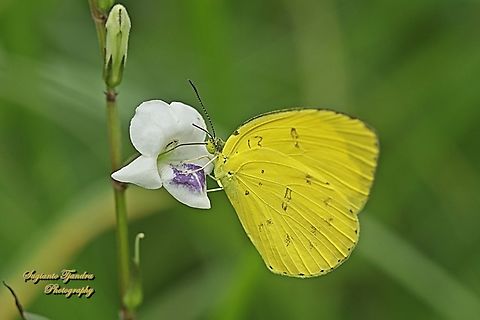 Three-spot grass yellow, Eurema blanda blanda  Eurema blanda,Geotagged,Indonesia,Summer,Three-spot grass yellow