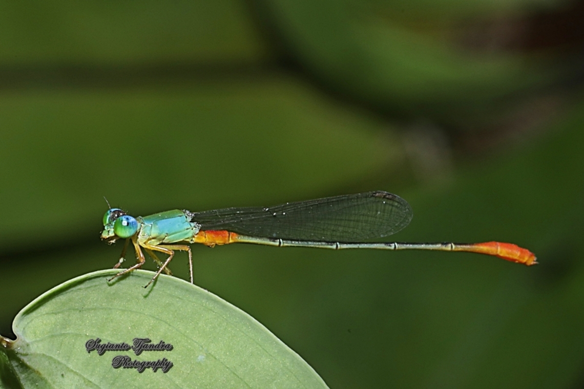Orange-tailed Marsh Dart/The Ornate Coraltail, Ceriagrion  Ceriagrion cerinorubellum,Geotagged,Indonesia,Summer
