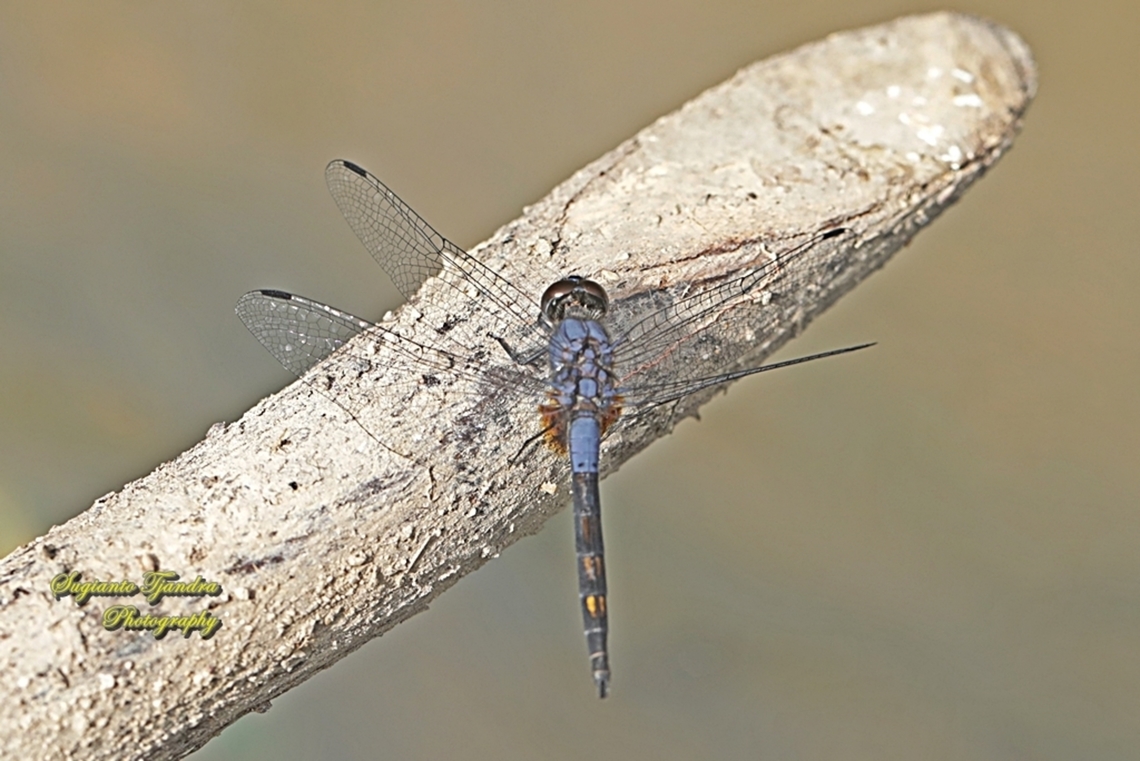 Indigo Dropwing, Trithemis festiva - male  Black Stream Glider,Geotagged,Indonesia,Summer,Trithemis festiva