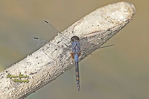 Indigo Dropwing, Trithemis festiva - male  Black Stream Glider,Geotagged,Indonesia,Summer,Trithemis festiva
