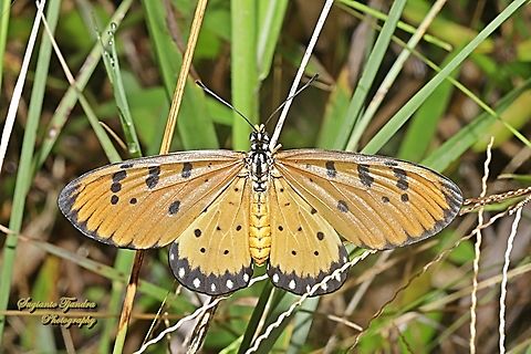 Coster Kuning-kecoklatan / Tawny Coster Butterfly, Acraea terpsicore Linnaeus - female  Acraea terpsicore,Geotagged,Indonesia,Summer,Tawny coster