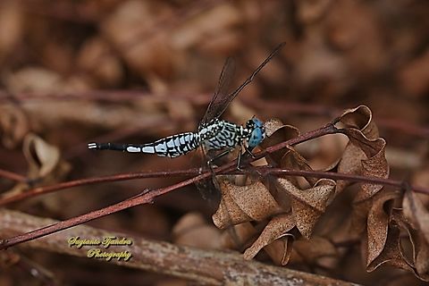 Trumpet Tail Dragonfly, Acisoma panorpoides - Male  Acisoma panorpoides,Geotagged,Grizzled pintail,Indonesia,Summer