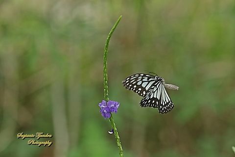 Macan Biru Sayu / Blue Glassy Tiger Butterfly, Ideopsis vulgaris  Blue Glassy Tiger,Geotagged,Ideopsis vulgaris,Indonesia,Summer
