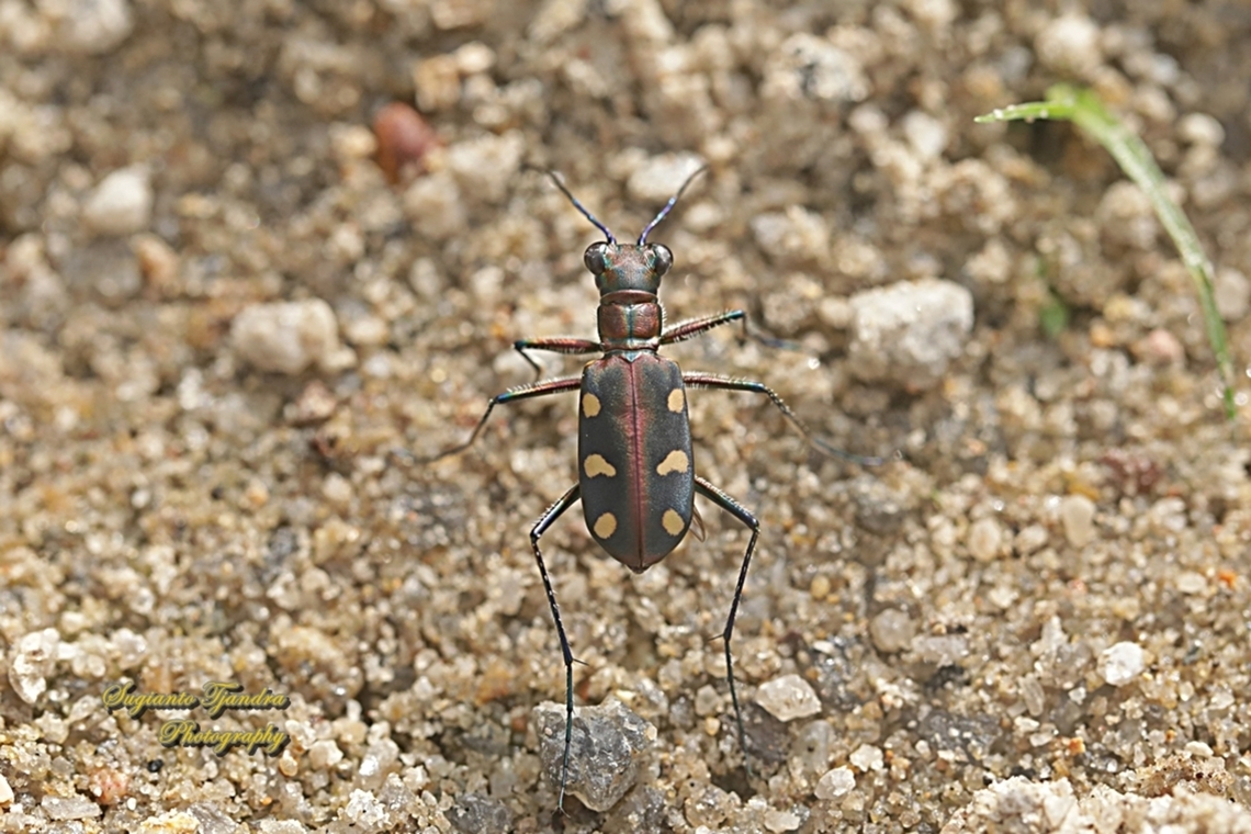Golden-spotted Tiger Beetle, Cicindela aurulenta ssp aurulenta, family Carabidae  Cosmodela aurulenta,Geotagged,Golden-spotted tiger beetle,Indonesia,Summer