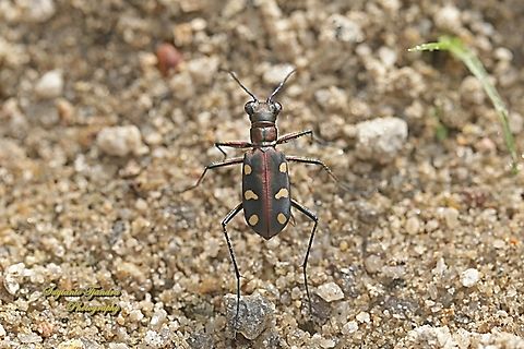 Golden-spotted Tiger Beetle, Cicindela aurulenta ssp aurulenta, family Carabidae  Cosmodela aurulenta,Geotagged,Golden-spotted tiger beetle,Indonesia,Summer