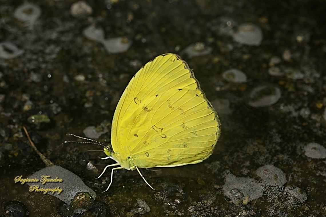 Alang-kuning bintik tiga / Three-spot grass yellow, Eurema blanda blanda  Eurema blanda,Geotagged,Indonesia,Summer,Three-spot grass yellow