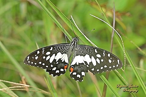Ekor walet jeruk / Lime Swallowtail butterfly, Papilio demoleus  Geotagged,Indonesia,Lime Swallowtail,Papilio demoleus,Summer