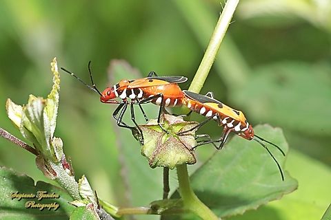 Red Cotton Stainer, Dysdercus cingulatus - mating  Dysdercus cingulatus,Geotagged,Indonesia,Red cotton bug,Summer