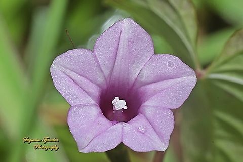 The Littlebell, Three-lobe morning glory (Ipomoea triloba)  Aiea morning glory,Geotagged,Indonesia,Ipomoea triloba,Summer