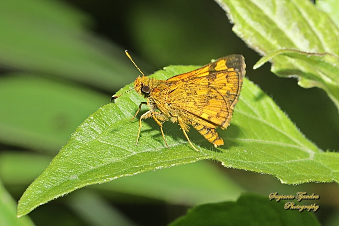 Skipper Butterfly - Sumpit Kecil/The Lesser Dart, Potanthus omaha  Geotagged,Indonesia,Lesser dart,Potanthus omaha,Summer