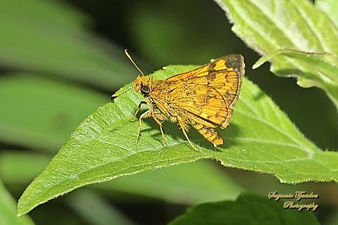 Skipper Butterfly - Sumpit Kecil/The Lesser Dart, Potanthus omaha  Geotagged,Indonesia,Lesser dart,Potanthus omaha,Summer