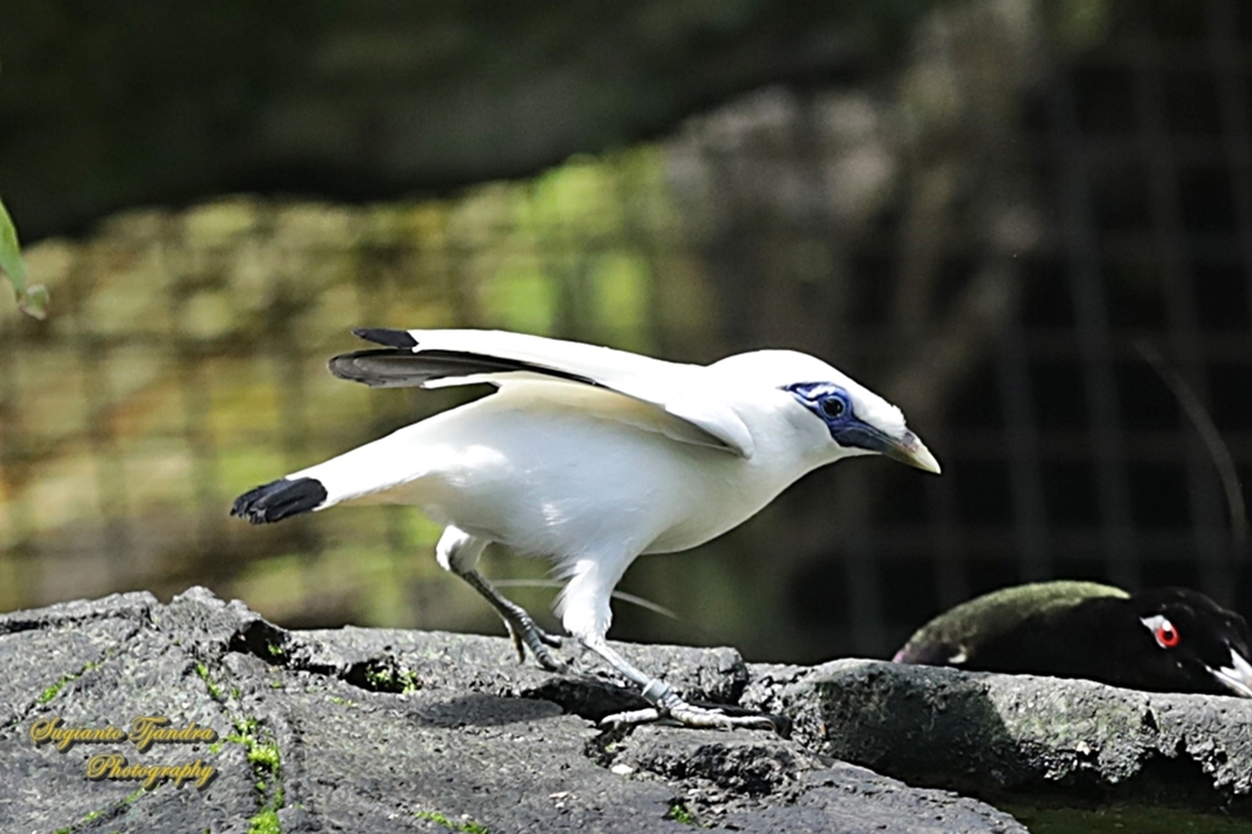 Jalak Bali, Leucopsar rothschildi  Bali myna,Geotagged,Indonesia,Leucopsar rothschildi,Summer