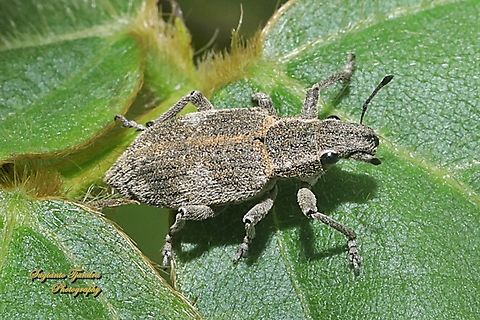 Broad-nosed Weevils Subfamily Entiminae  Geotagged,Indonesia,Summer