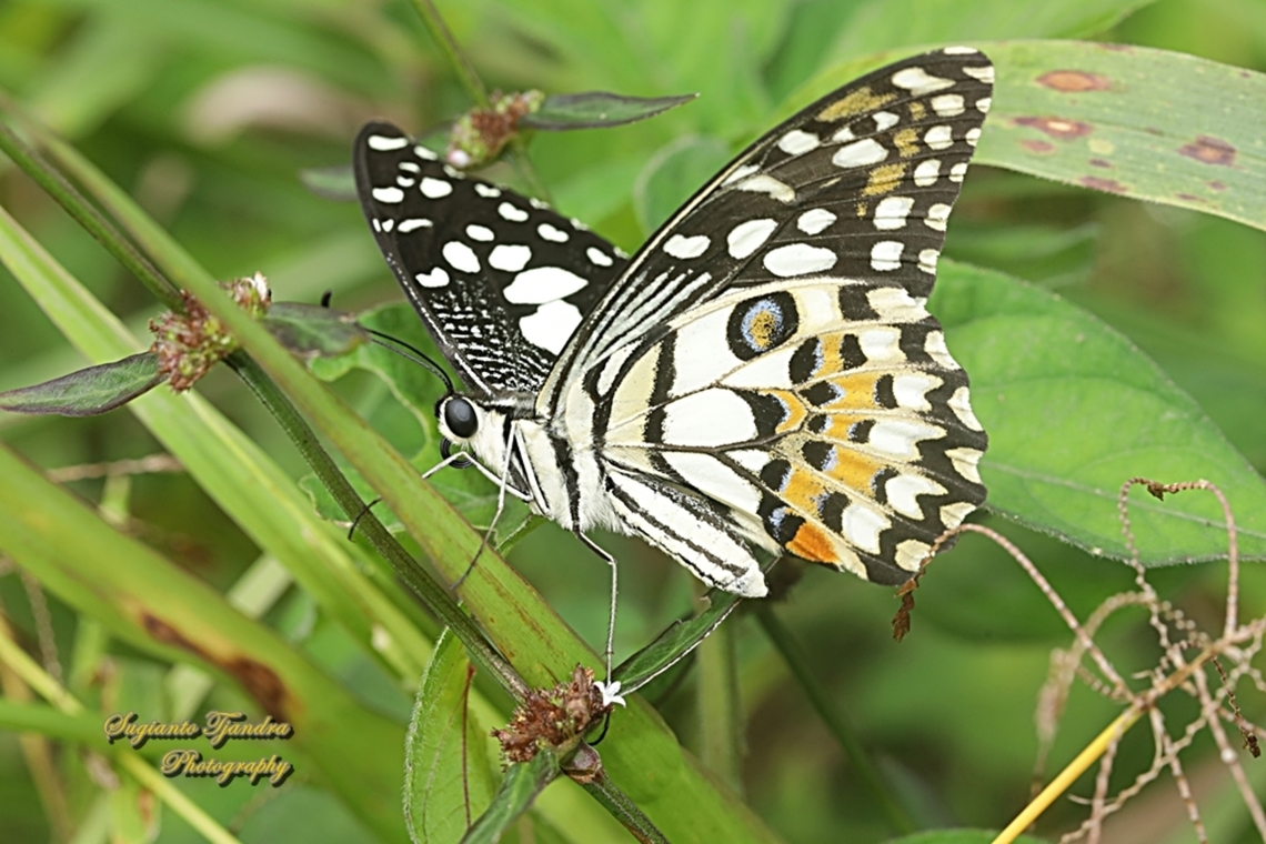 Ekor walet jeruk / Lime Swallowtail butterfly, Papilio demoleus  Geotagged,Indonesia,Lime Swallowtail,Papilio demoleus,Summer