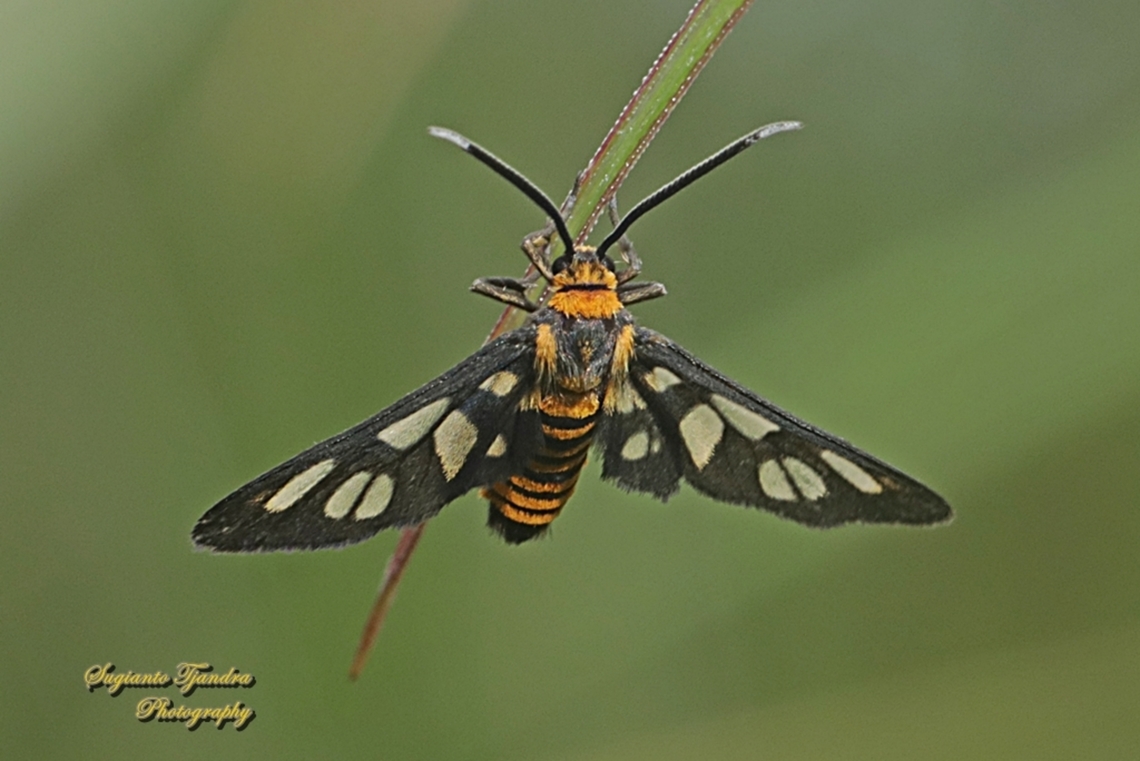 Orange spotted Tiger Moth - Amata huebneri (Huebner's Wasp Moth)  Amata huebneri,Geotagged,Hübner's Wasp Moth,Indonesia,Summer