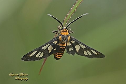 Orange spotted Tiger Moth - Amata huebneri (Huebner's Wasp Moth)  Amata huebneri,Geotagged,H&uuml;bner's Wasp Moth,Indonesia,Summer