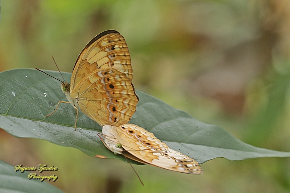 The rustic butterfly, Cupha erymanthis  "mating"  Cupha erymanthis,Geotagged,Indonesia,Rustic,Summer