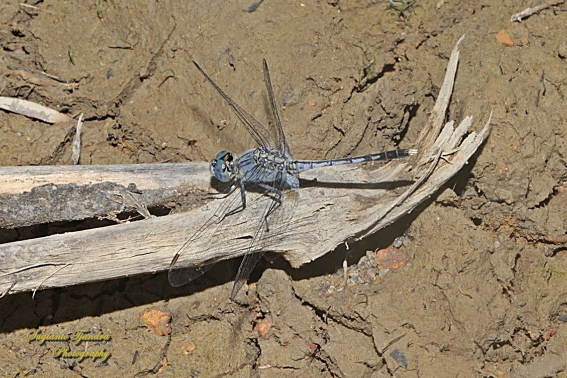 Ground skimmer, Diplacodes trivialis, family Libellulidae-male  Chalky Percher,Diplacodes trivialis,Geotagged,Indonesia,Summer