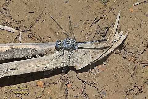 Ground skimmer, Diplacodes trivialis, family Libellulidae-male  Chalky Percher,Diplacodes trivialis,Geotagged,Indonesia,Summer