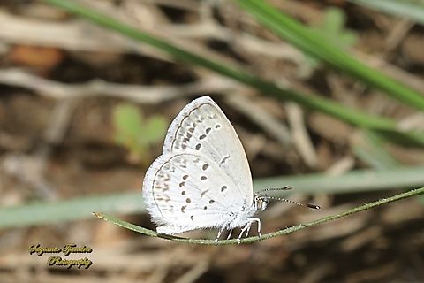 The Lesser Grass Blue, Zizina otis annetta  Geotagged,Indonesia,Lesser grass blue,Summer,Zizina otis
