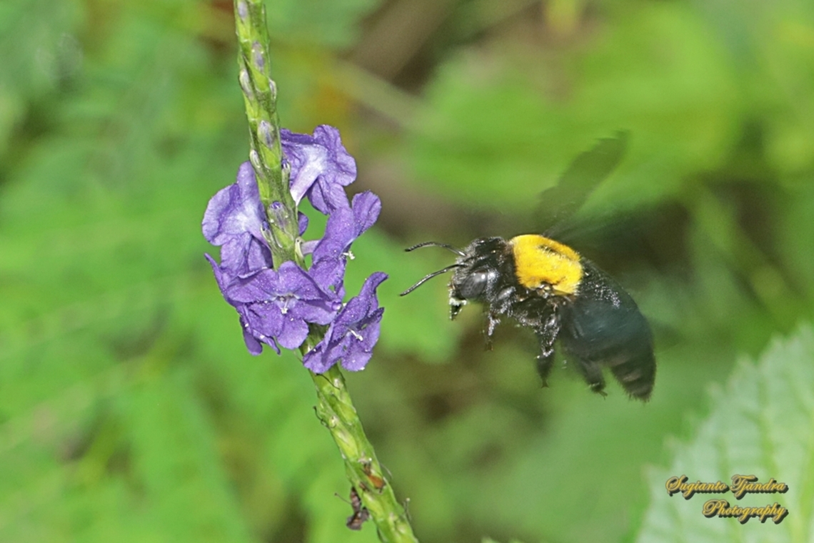 Black Gold Carpenter Bee, Xylocopa confusa  Geotagged,Indonesia,Summer,White-cheeked Carpenter Bee,Xylocopa confusa