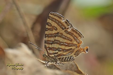 Garis-perak Panjang, Long-banded silverline, Cigaritis (Spindasis) lohita ssp lohita  Cigaritis lohita,Geotagged,Indonesia,Long-banded silverline,Summer