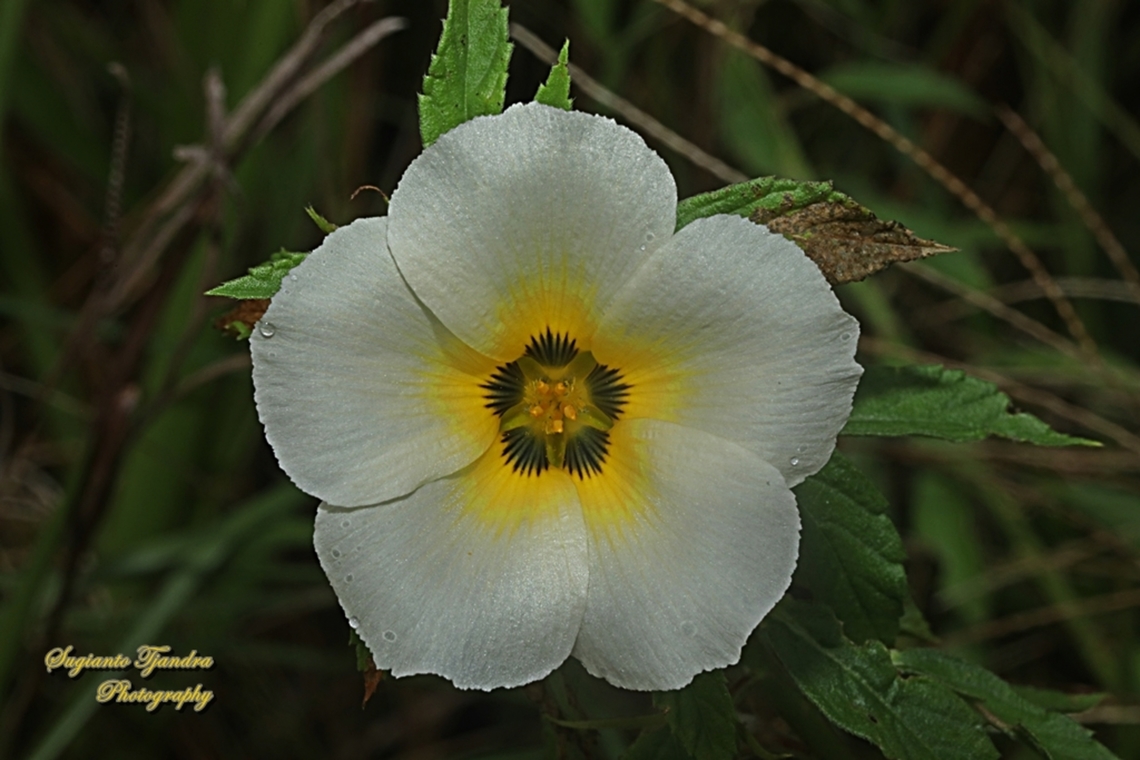 White buttercup flower, Turnera subulata  Cuban Buttercup,Geotagged,Indonesia,Summer,Turnera subulata